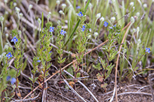 spring speedwell