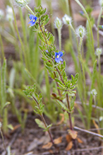 spring speedwell
