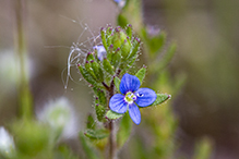 spring speedwell