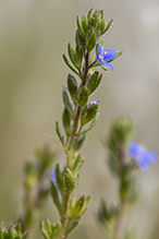 spring speedwell