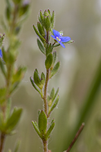 spring speedwell