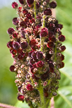 staghorn sumac