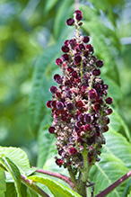 staghorn sumac