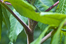 staghorn sumac