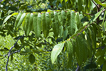 staghorn sumac