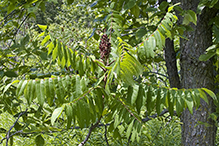 staghorn sumac