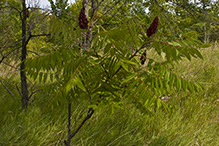 staghorn sumac