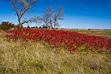 staghorn sumac