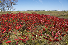 staghorn sumac