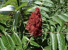 staghorn sumac