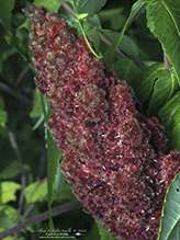 staghorn sumac