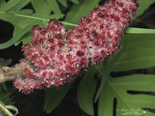 staghorn sumac