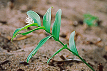 starry false Solomon’s seal