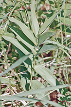 starry false Solomon’s seal