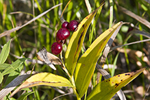 starry false Solomon’s seal