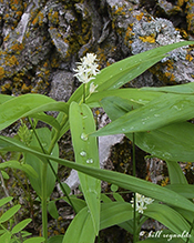 starry false Solomon’s seal