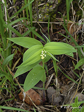 starry false Solomon’s seal