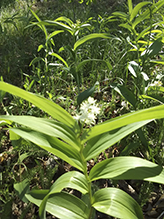 starry false Solomon’s seal