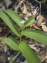 starry false Solomon’s seal