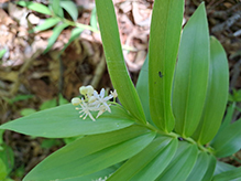 starry false Solomon’s seal