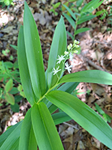 starry false Solomon’s seal