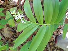 starry false Solomon’s seal