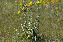 stiff goldenrod (ssp. rigida) 