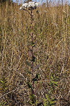 stiff goldenrod (ssp. rigida) 