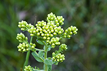 stiff goldenrod (ssp. rigida)