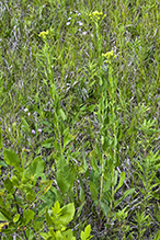 stiff goldenrod (ssp. rigida)
