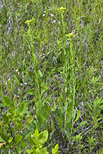 stiff goldenrod (ssp. rigida)