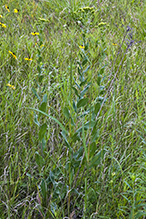stiff goldenrod (ssp. rigida)