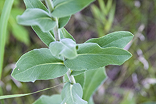 stiff goldenrod (ssp. rigida)