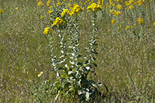 stiff goldenrod (ssp. rigida)