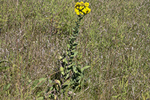 stiff goldenrod (ssp. rigida)