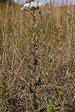 stiff goldenrod (ssp. rigida)