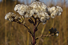 stiff goldenrod (ssp. rigida)