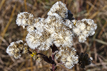 stiff goldenrod (ssp. rigida)