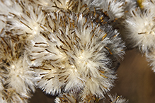 stiff goldenrod (ssp. rigida)