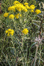 stiff goldenrod (ssp. rigida)