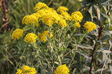 stiff goldenrod (ssp. rigida)