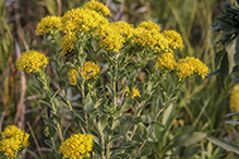 stiff goldenrod (ssp. rigida)