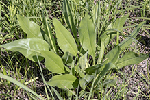 stiff goldenrod (ssp. rigida)