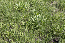 stiff goldenrod (ssp. rigida)