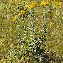 stiff goldenrod - Featured photo