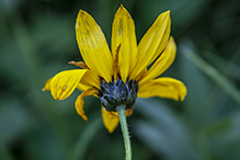 stiff sunflower (ssp. subrhomboideus)