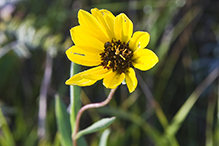 stiff sunflower (ssp. subrhomboideus)