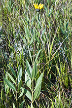 stiff sunflower (ssp. subrhomboideus)