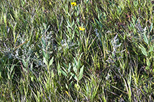 stiff sunflower (ssp. subrhomboideus)