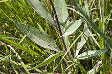 stiff sunflower (ssp. subrhomboideus)